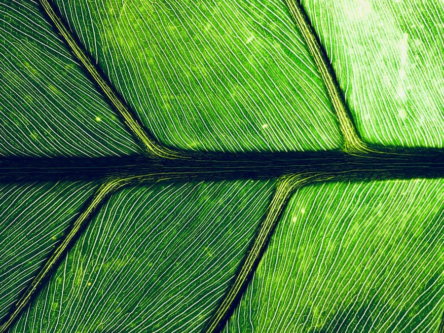 Grüne Blattstruktur im Gegenlicht
