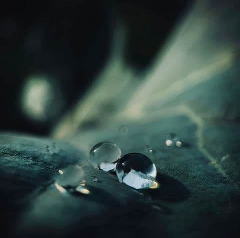 Wassertropfen auf einem Blatt