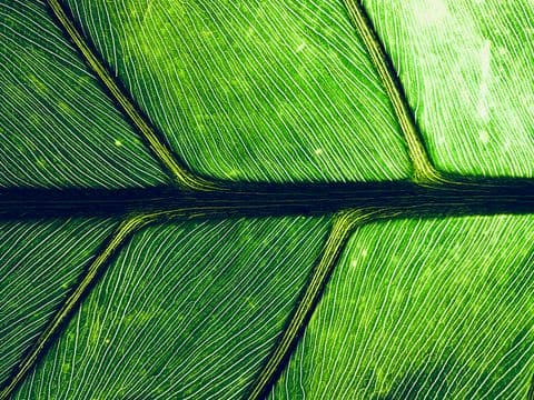 Grüne Blattstruktur im Gegenlicht